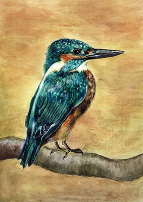 KINGFISHER