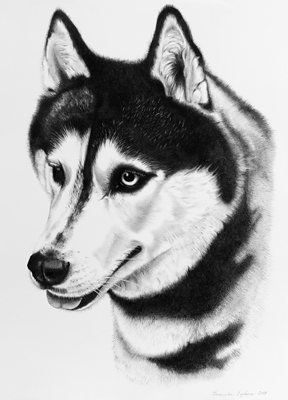 SIBERIAN HUSKY "TASCHA"